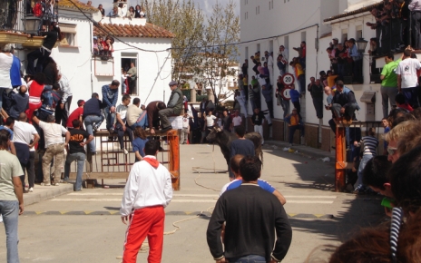 Two bulls tied by ropes run through the streets